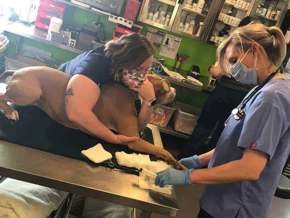 A dog being treated by our staff