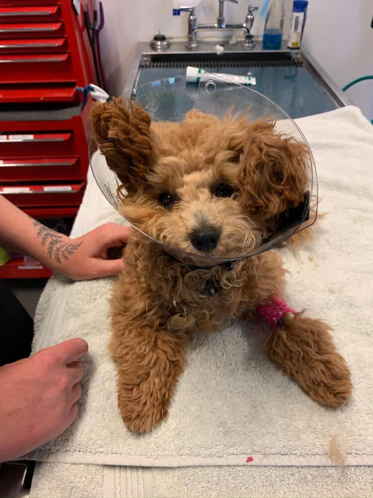 A dog being treated by our staff