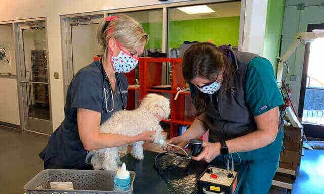 A canine patient being given an examination