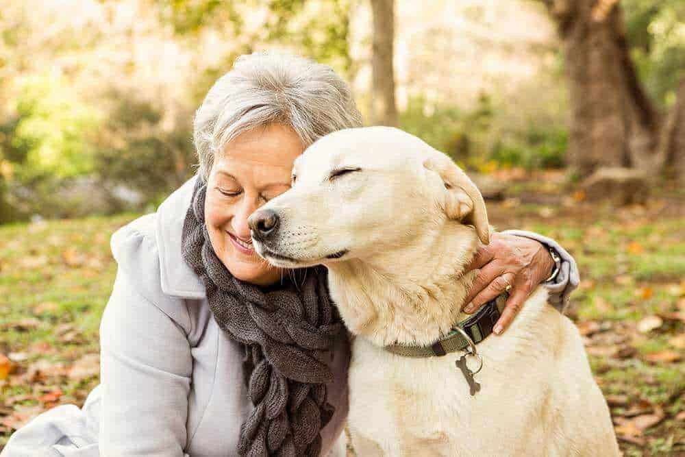 An older dog with their companion