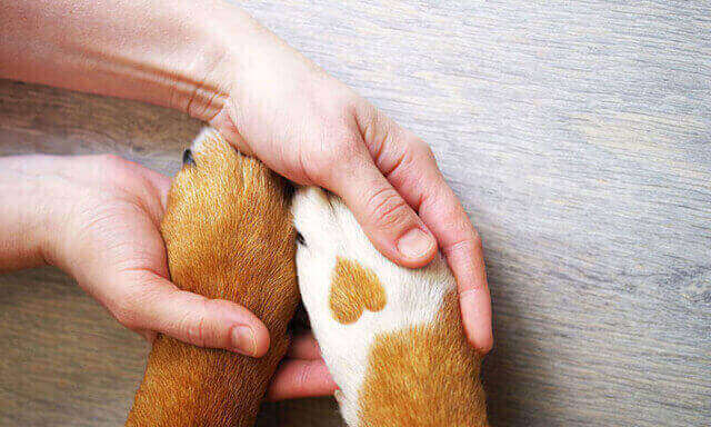 A dog's paws
