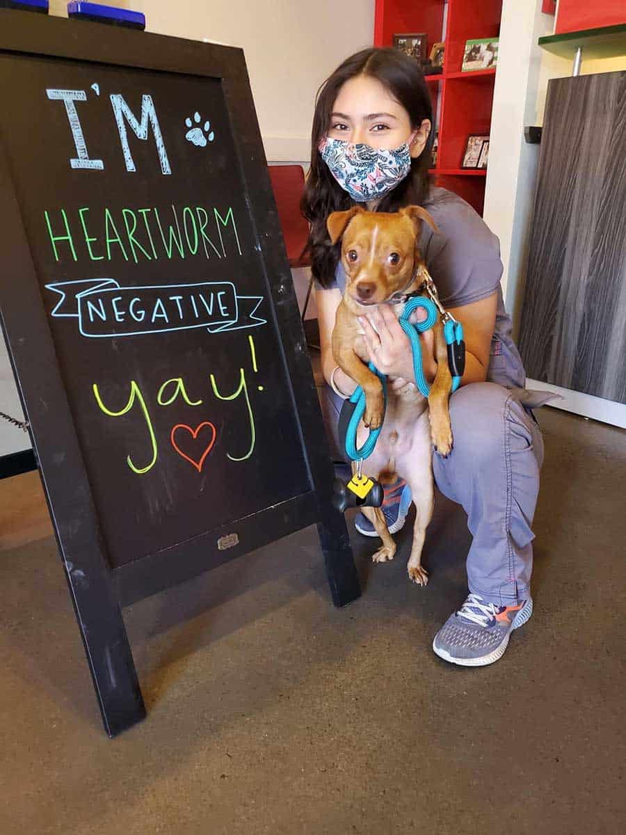 Heartworm negative