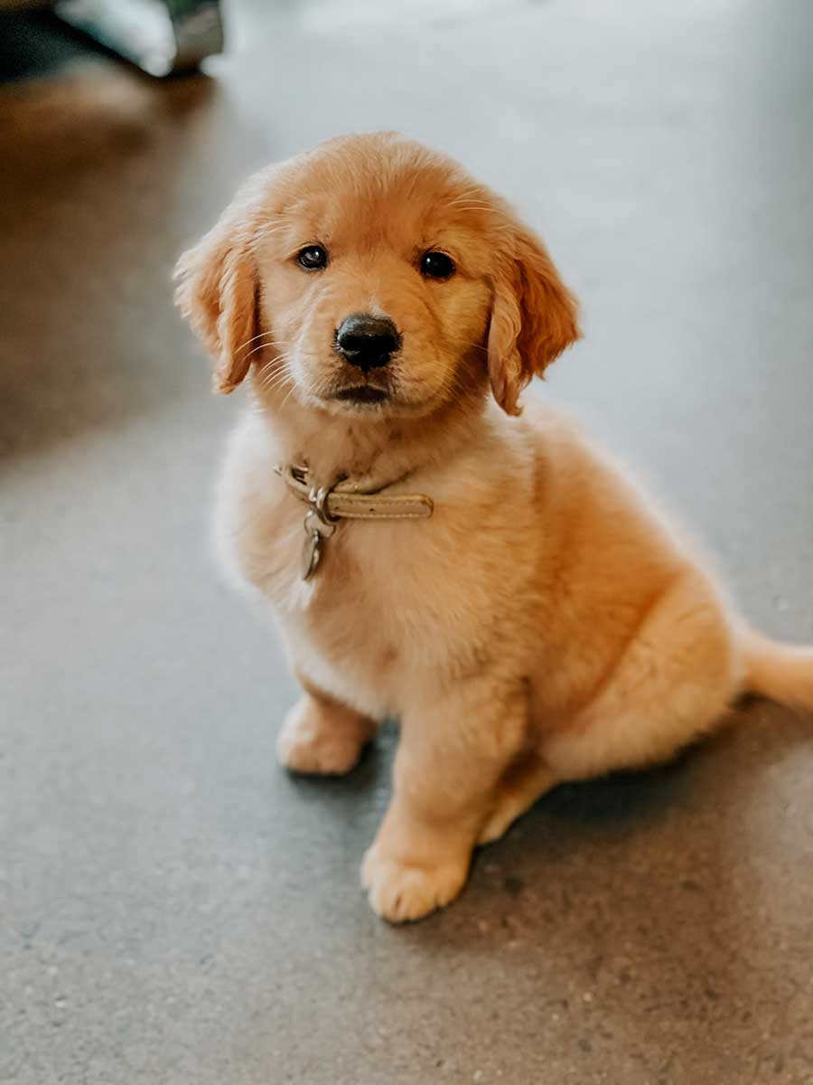 An adorable puppy