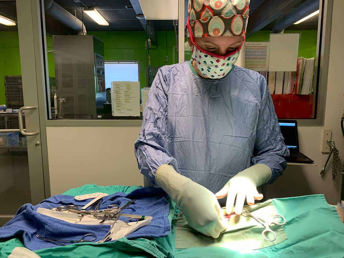Veterinary Services, Surgery, Dentistry in Jonesborough, TN 37659