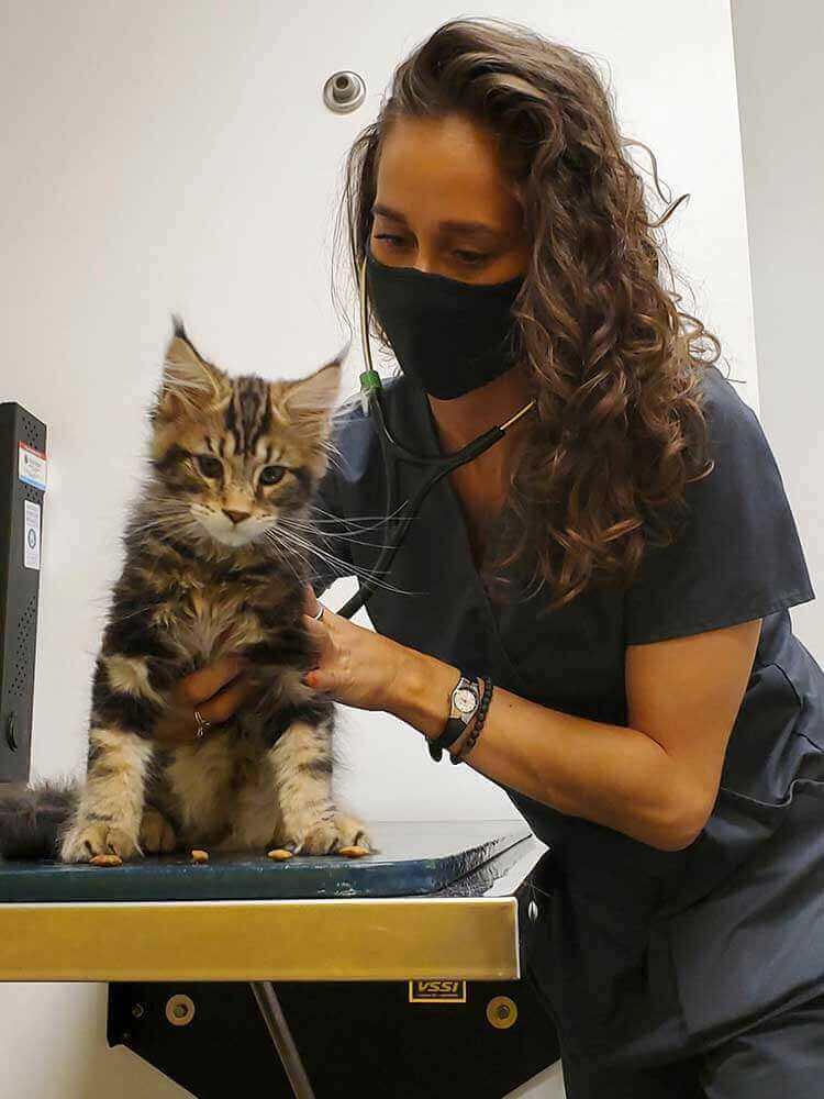 Cat with our veterinary staff